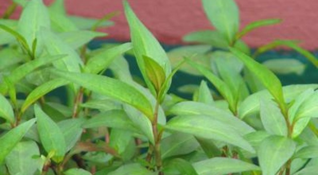 Rau răm trị bệnh
